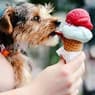 The dog tastes red ice cream